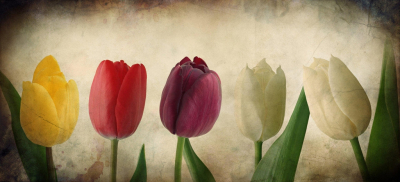 Tulips