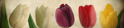 Tulips-Header-Reversed