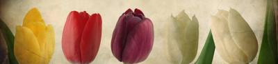 Tulips-Header